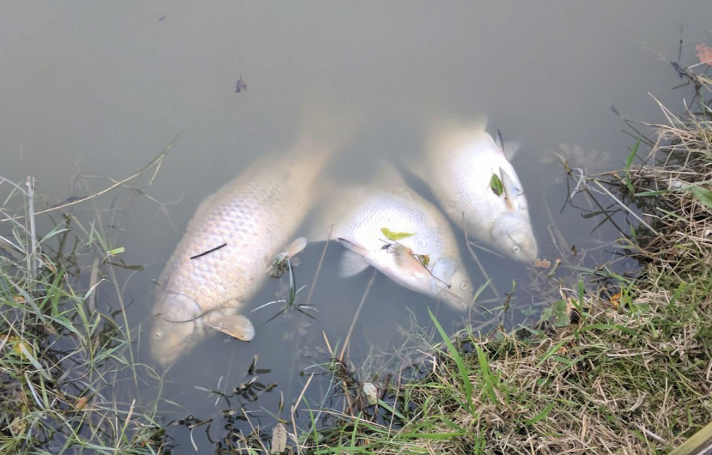 Barford Angling Association said there has been an 'alarming' number of dead fish spotted in Warwick (image via SWNS)