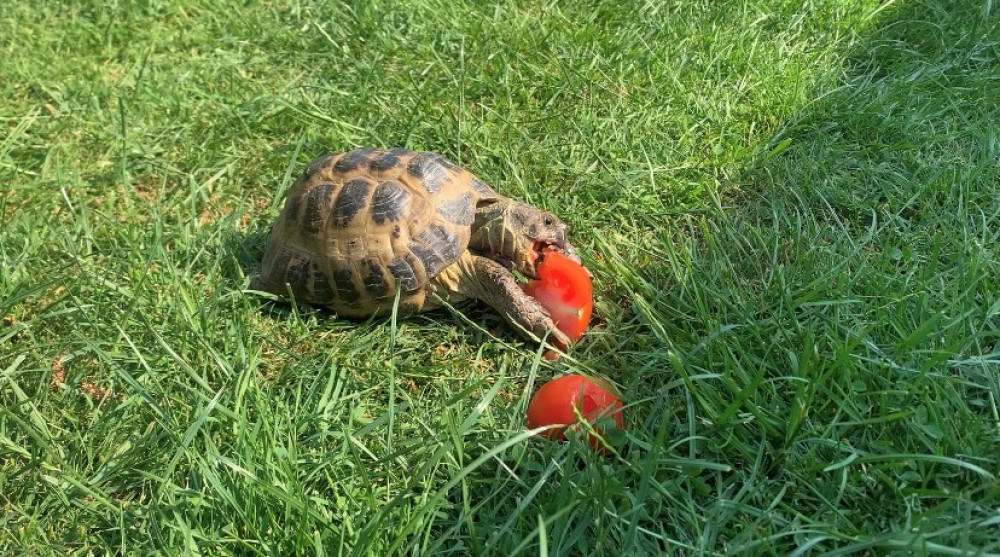 Hamish's bid for freedom was short-lived