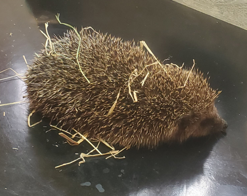 Rescuing hedgehogs in East Devon