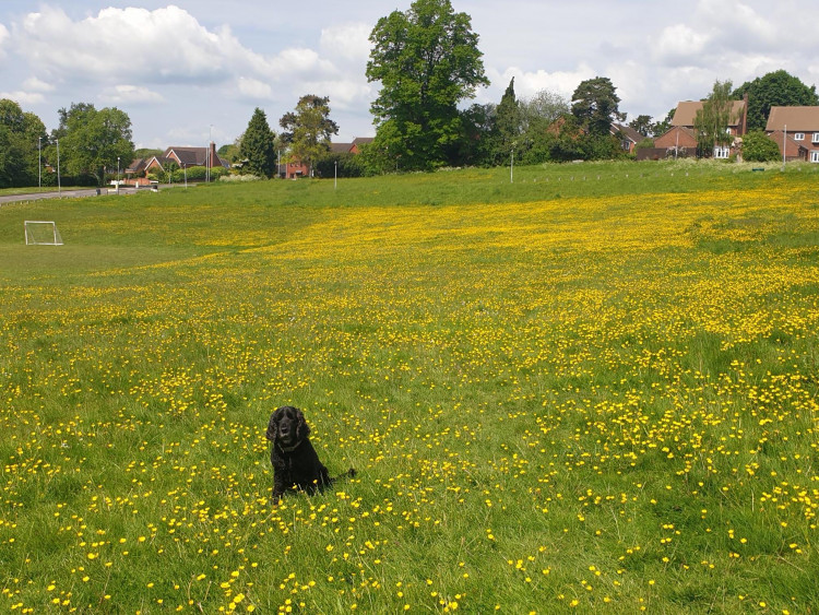 Hatton Park during No Mow May (image via local resident)