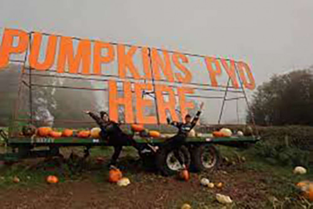 Vale PYO is hiring workers for its pumpkin farm