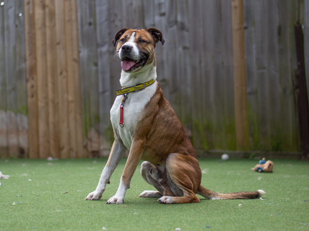 There are current eight Staffordshire Bull Terriers at Dogs Trust Kenilworth (Image via Dogs Trust)