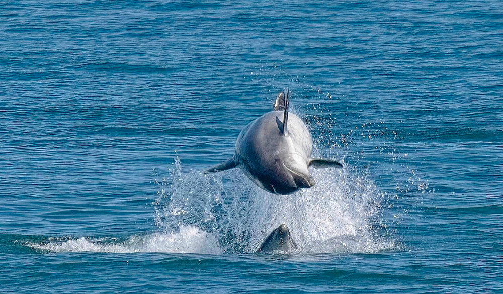 Dolphins in the North Sea (Picture: SWNS)