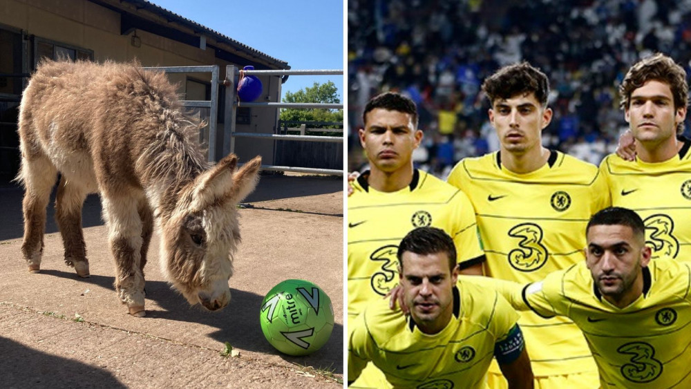 L: Foal Kai (The Donkey Sanctuary). R: Kai Havertz, rear centre (By Fars Media Corporation, CC BY 4.0, https://commons.wikimedia.org/w/index.php?curid=115145213, changes made)