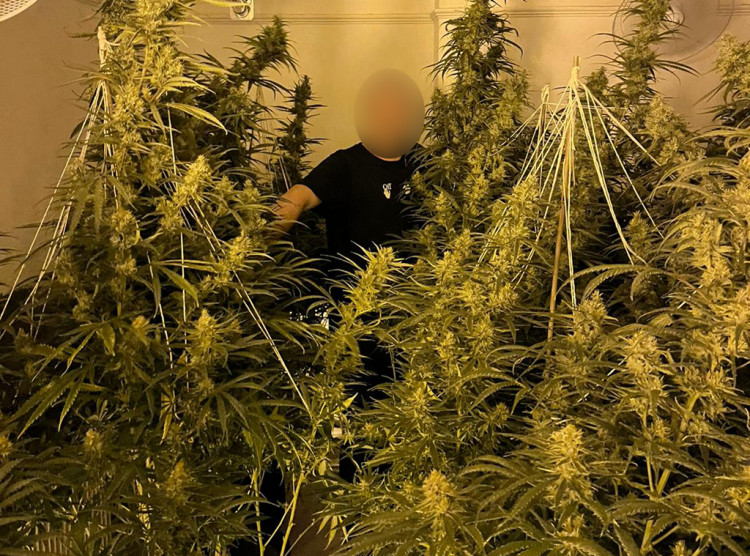 Warwickshire Police uncovered three cannabis farms across the county last week (image via Warwickshire Police)