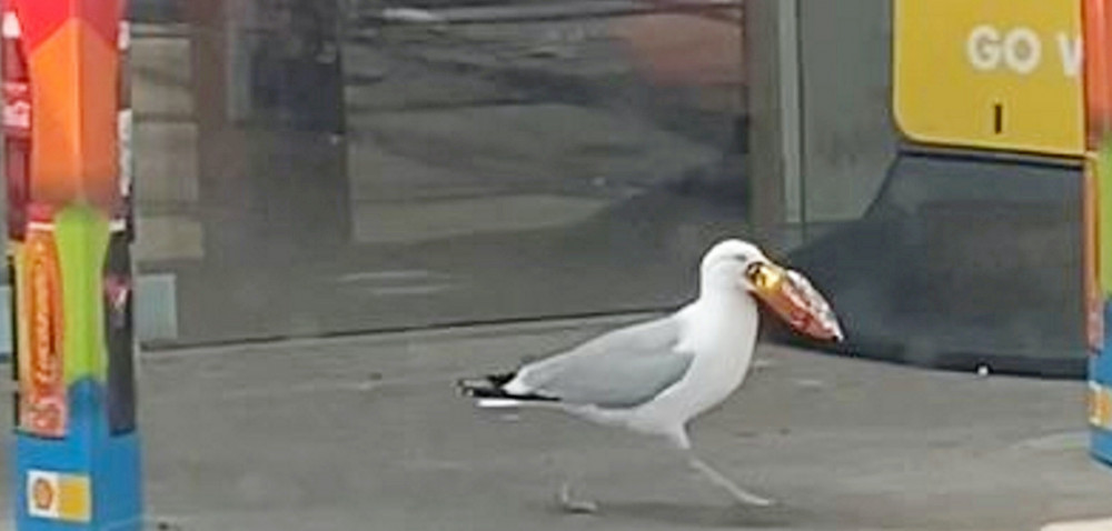 Cheeky seagull nicks crisps from shop (Picture: SWNS)