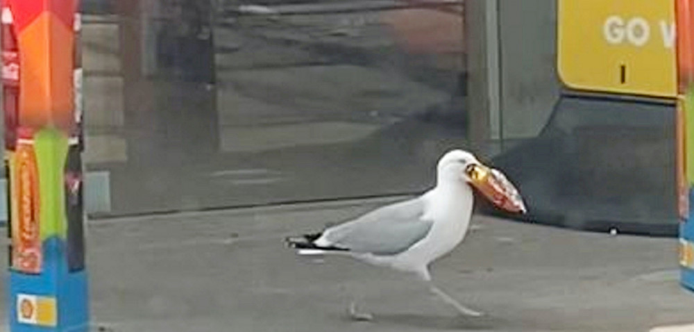 Cheeky seagull nicks crisps (Picture: SWNS)