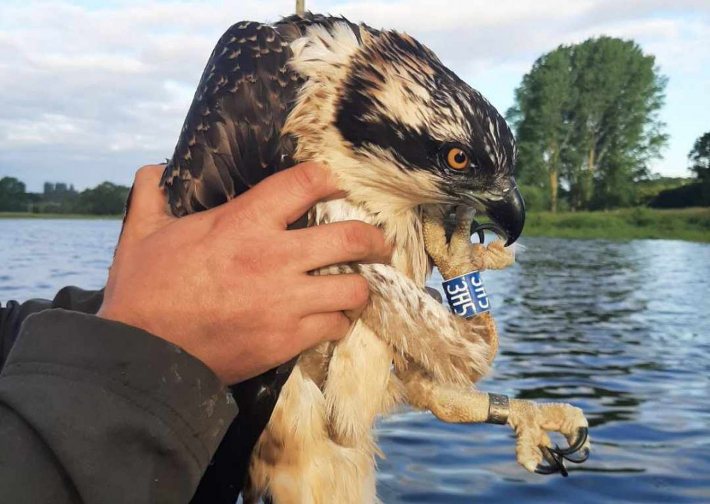 The Rutland Water Osprey project has been running since 1996 and is followed by local and national bird enthusiasts and groups. Image credit: Rutland Water Osprey Project. 