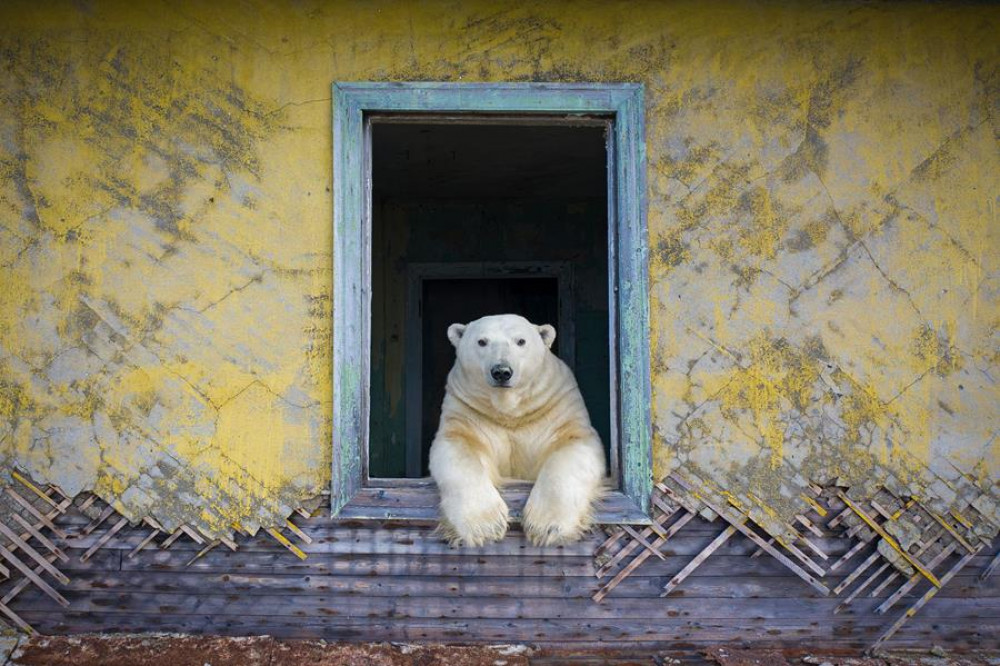 Polar Frame © Dmitry Kokh, Wildlife Photographer of the Year