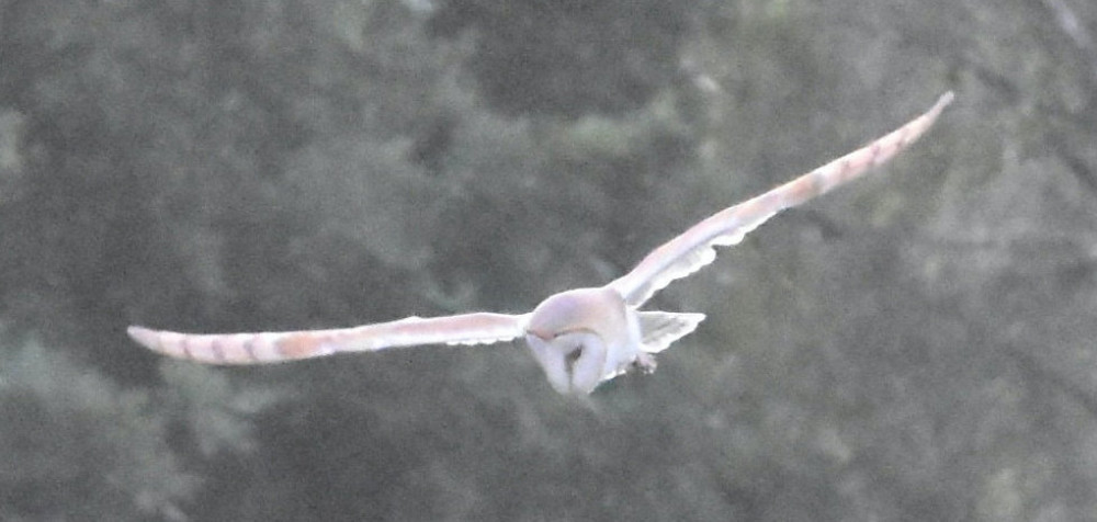 Blonde barn owl (Picture: SWNS)