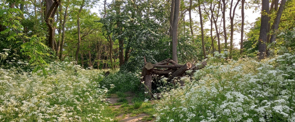 Ham Lands nature reserve threatened by Thames Water tunnel and shafts (Credit https://www.savehamlandsandriver.org.uk/)