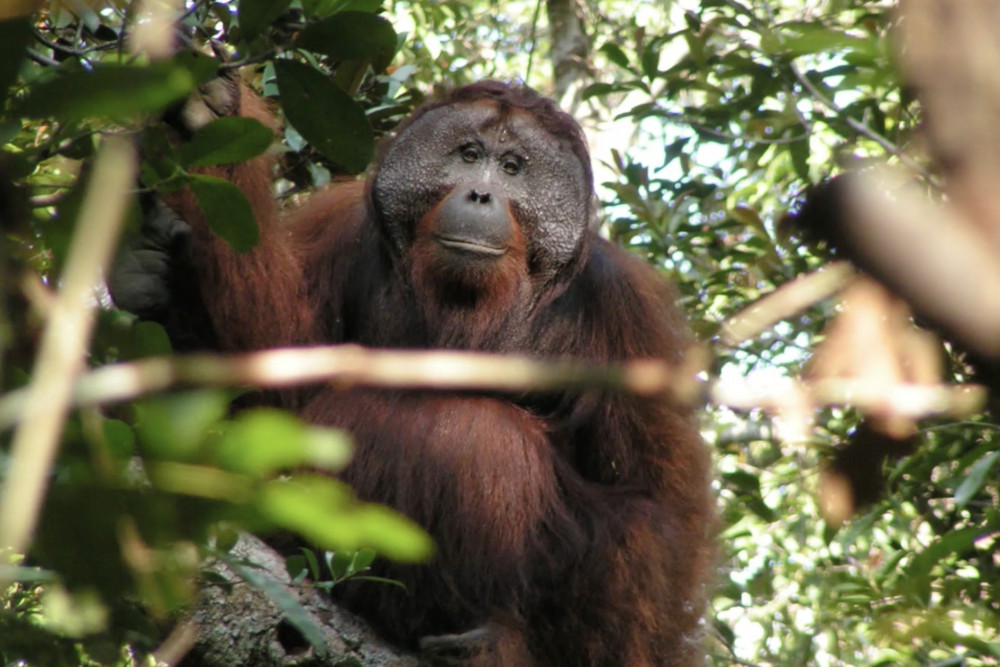 Orangutans are native to the rainforests of Indonesia and Malaysia (image via SWNS)