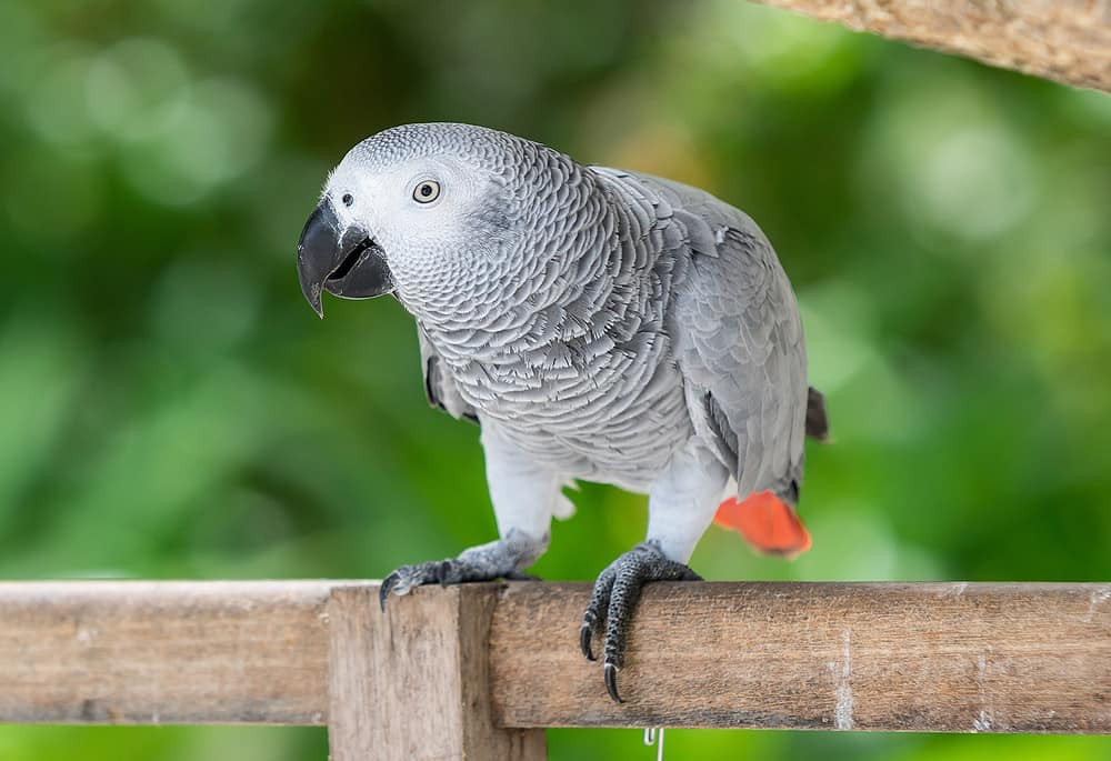 rescued parrot