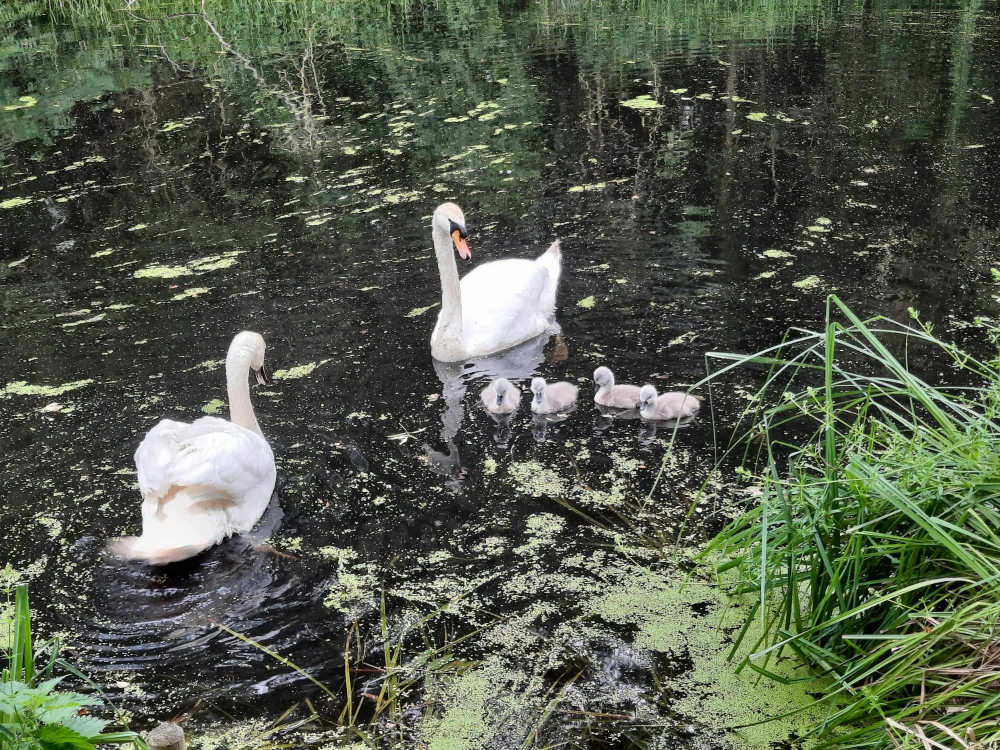 Oakham Canal in Rutland is home to much wildlife and is a popular spot for dog walkers and anglers. Image credit: Nub News. 