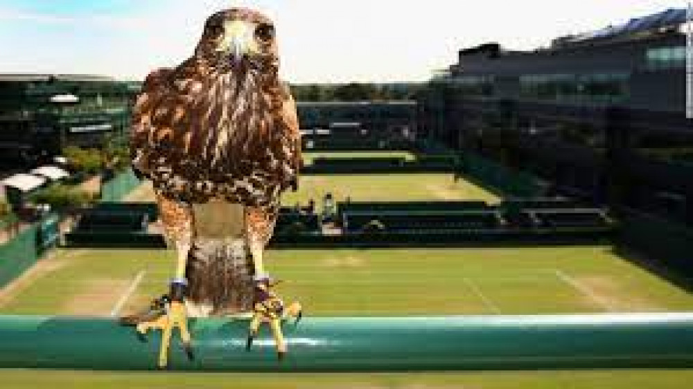 Rufus the Hawk (Picture: SWNS)