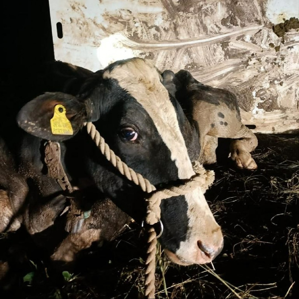 This lucky cow was rescued from the River Weaver last night. (Photo: Cheshire Fire & Rescue Service) 