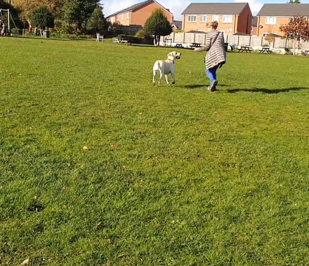 Do you need some help training your pooch? (Photo: 'All to Play For')