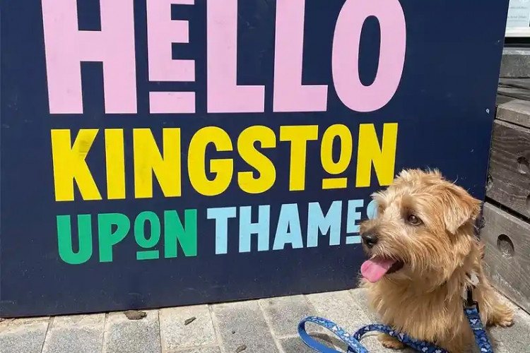 Paws for thought: One small dog can't wait for the first ever Kingston Dog Day