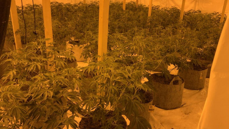 Cannabis factory in Torquay (Devon and Cornwall Police)