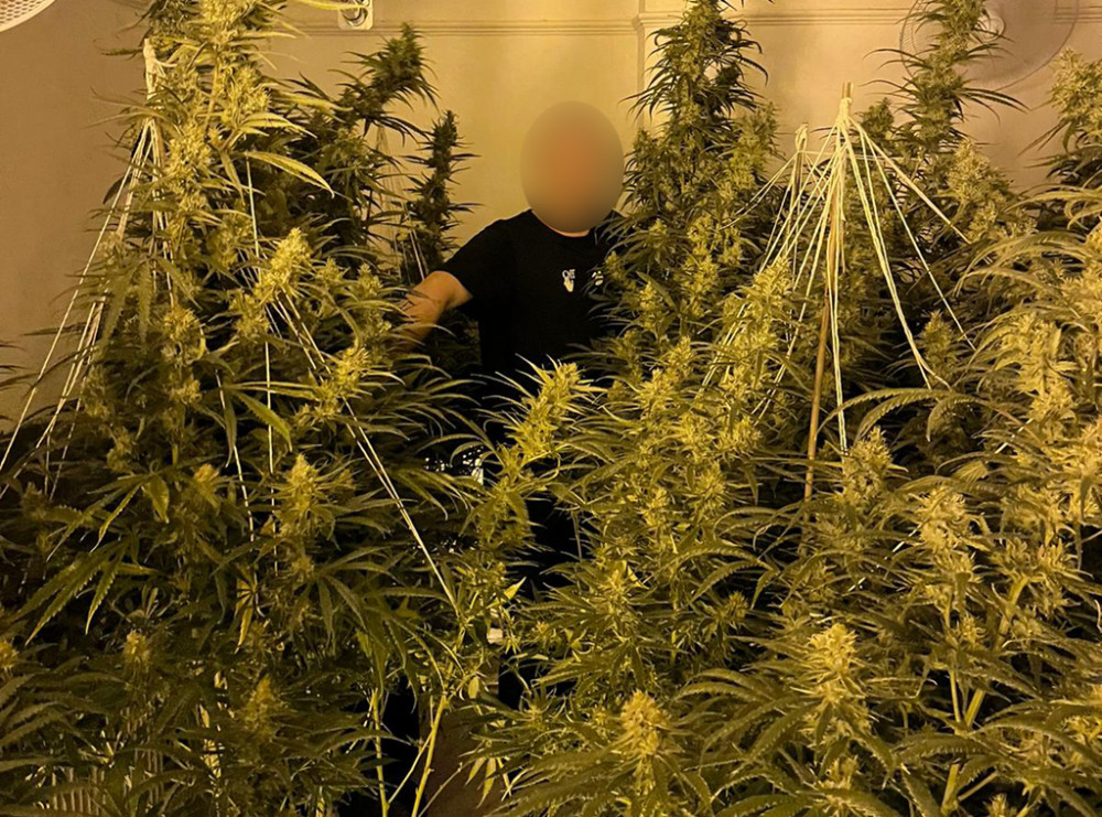 Officers seized 207 cannabis plants when they raided a house in Brese Avenue (image via Warwickshire Police)