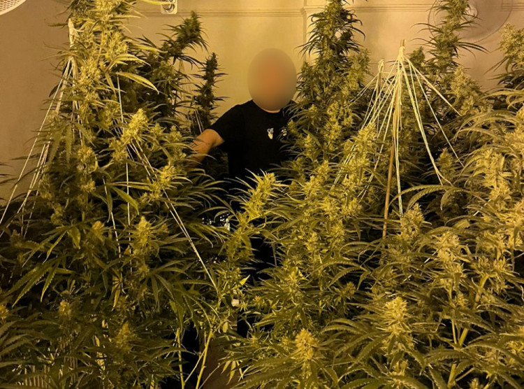 Officers seized 207 cannabis plants when they raided a house in Brese Avenue (image via Warwickshire Police)