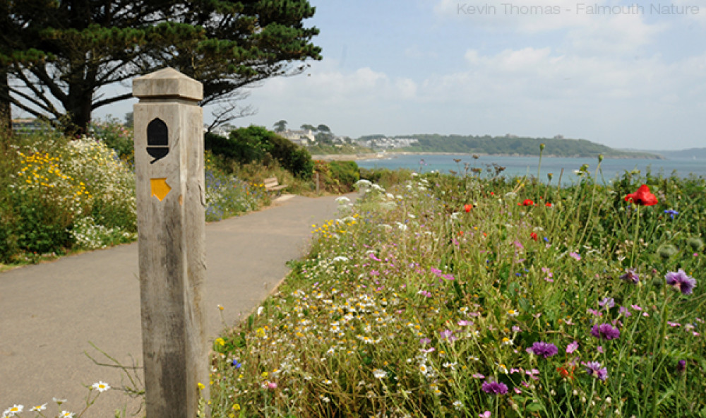 The costal footpath in Falmouth is benefiting people and wildlife. (Image: Kevin Thomas/ Falmouth Nature) 