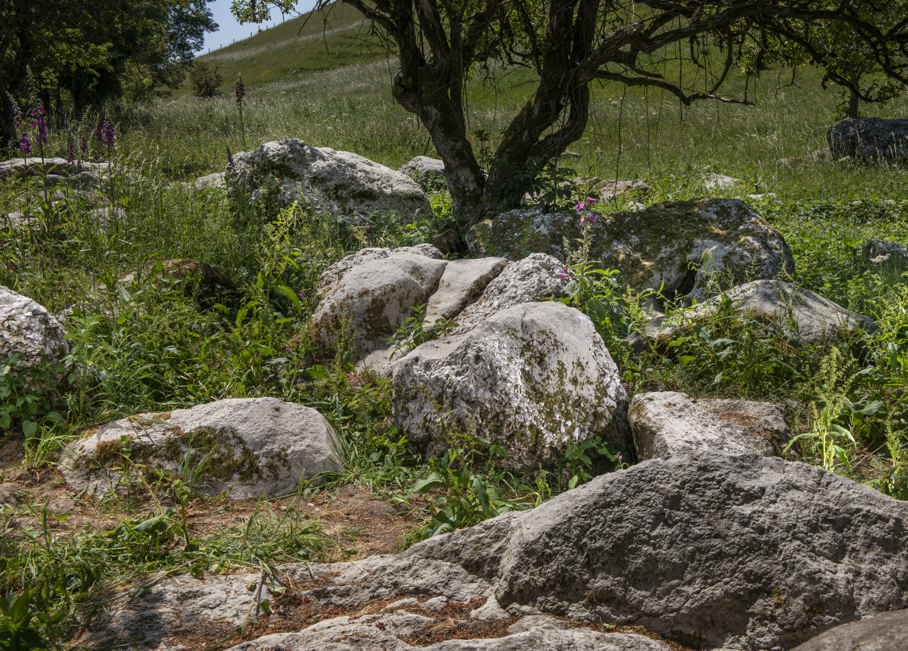 The polissoir was discovered in the Valley of Stones National Nature Reserve in the Dorset Area of Outstanding Natural Beauty