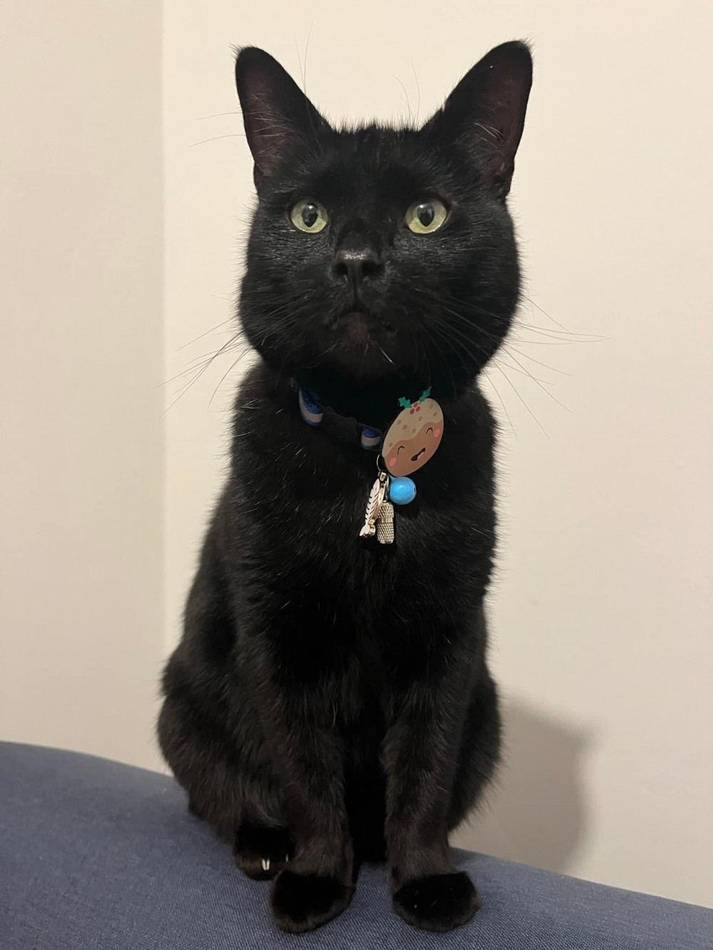 Salem pictured before he went missing this month. 