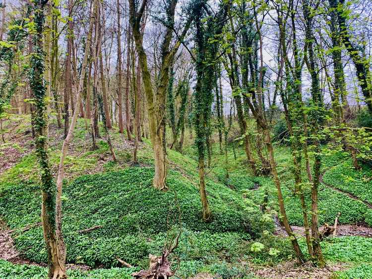 The beautiful woodland between Kingsley and the River Weaver