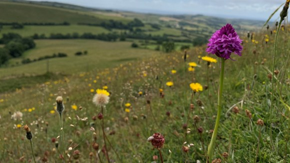 Dorset Council will be working with partners and making new connections to develop a locally informed and locally owned plan for nature recovery in Dorset