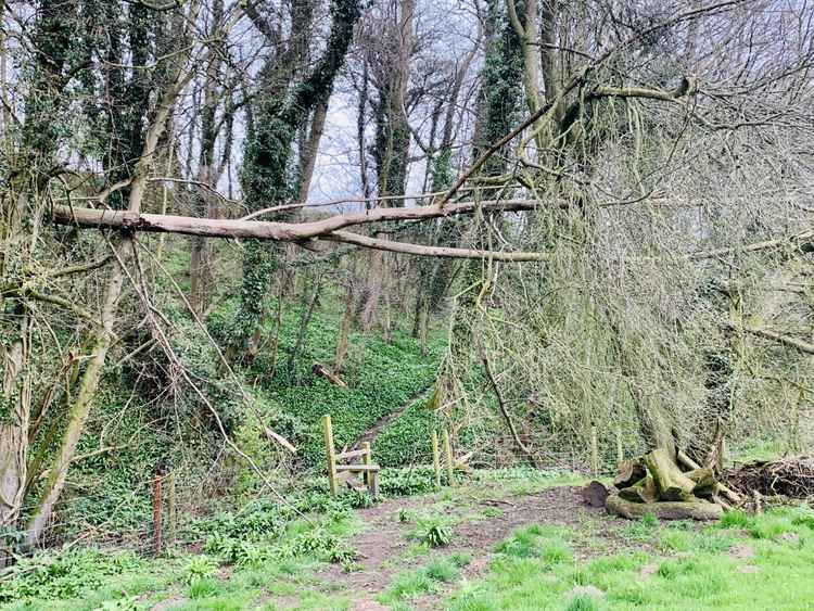 The fallen tree framing the stile