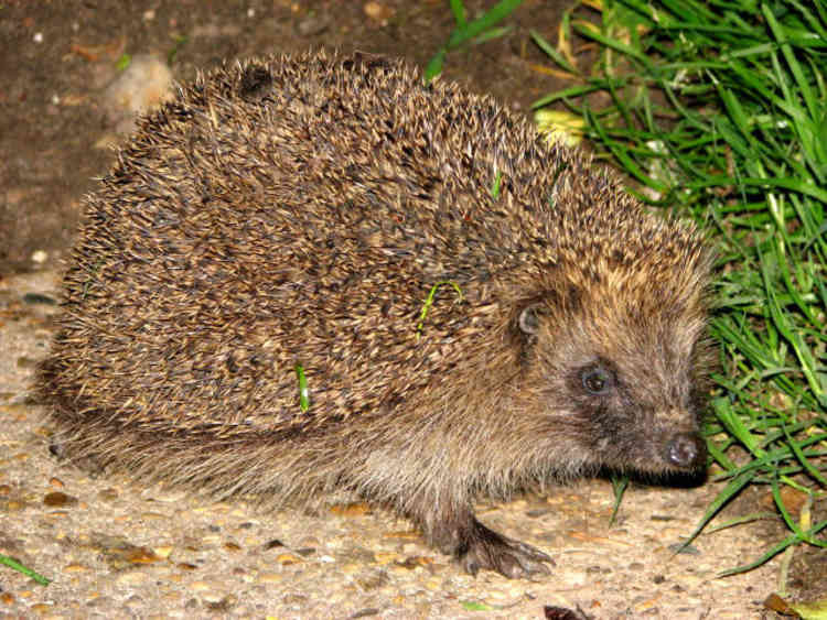 Hedgehogs like newspaper for bedding (Photo: Evelyn Simak)