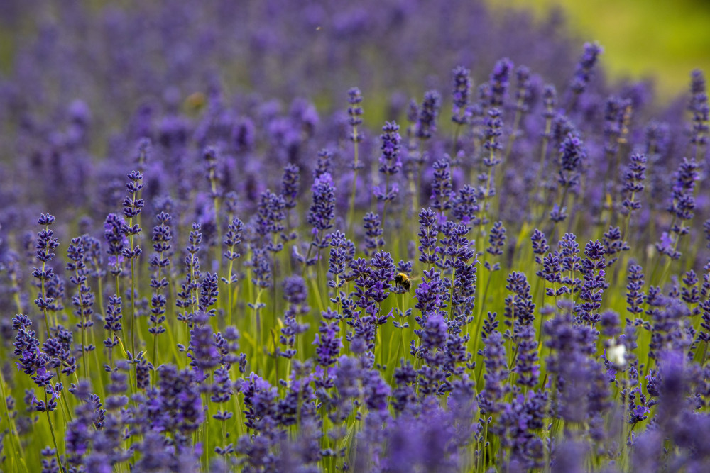 Lavender bee (Picture: SWNS)