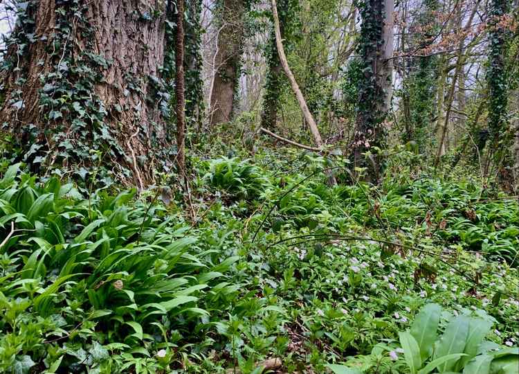 Wild garlic and wood anemone