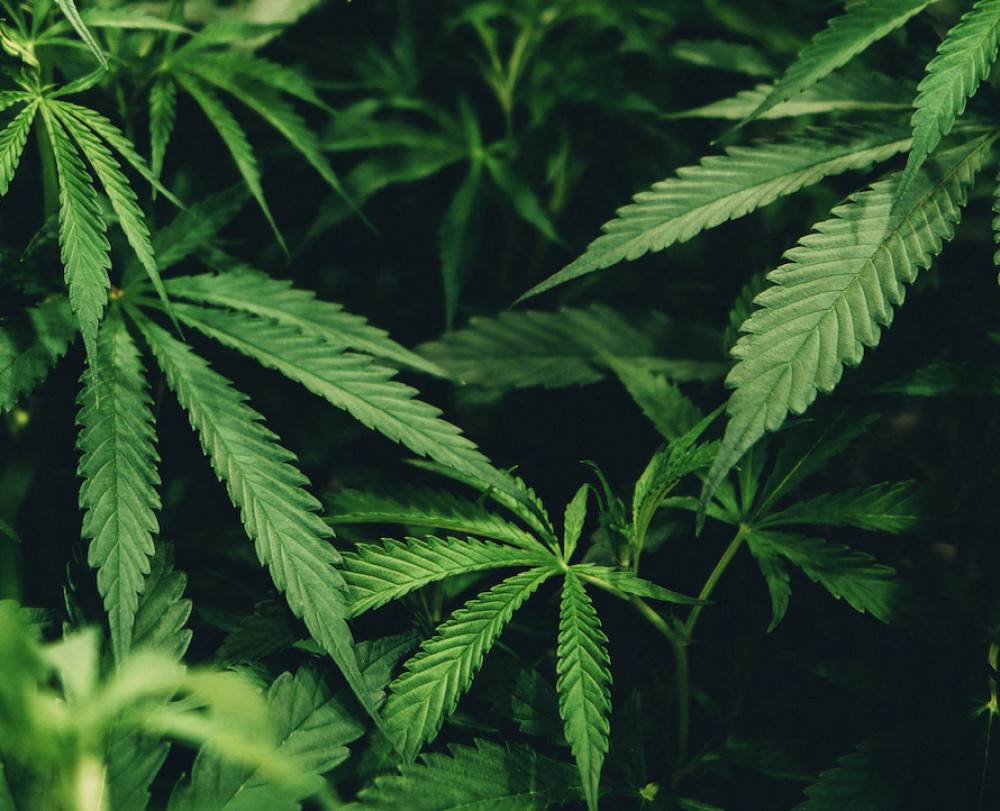 Shadrach Allen, aged 42, of Cade Close, Letchworth, charged with being concerned with cannabis cultivation. CREDIT: Unsplash 