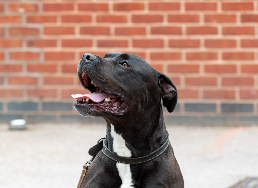 Loki is on the mend after life-saving surgery (Photo: PDSA)