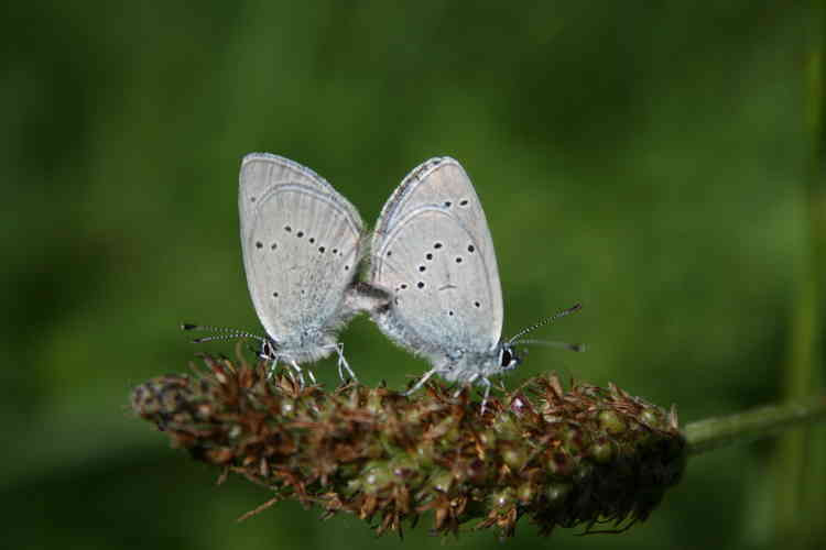 A couple of small blue butterflies (Photo: Cath Shellswell)