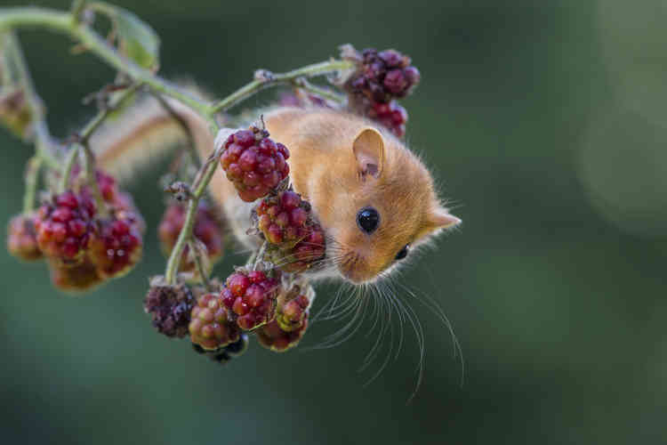 Dormice are at threat of extinction in Somerset (Photo: Adobe Stock)