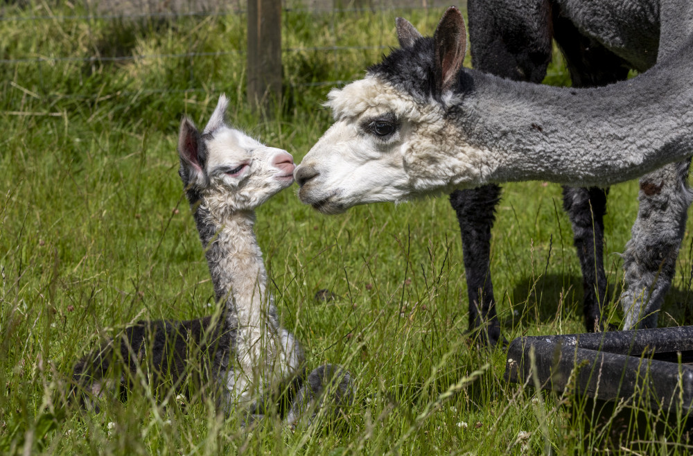 Cute cria (Picture: SWNS)