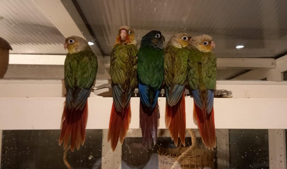 Merlin, in middle, Area, second left, still missing (Picture: contributed)