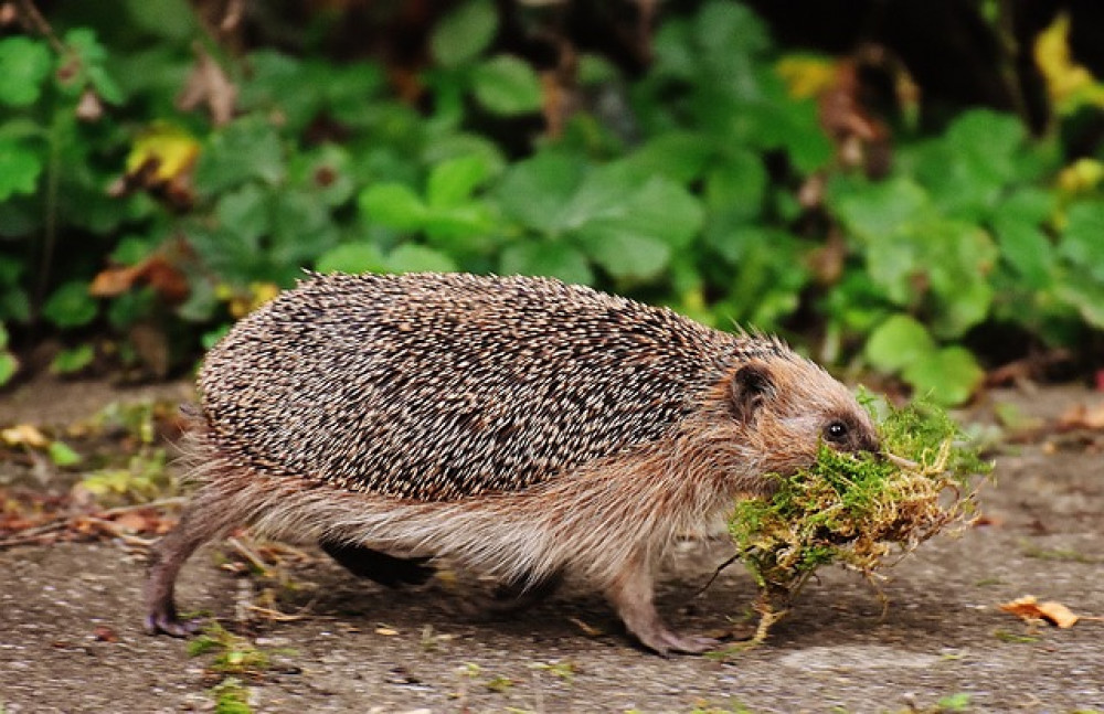 The Council has been appointed by the Department for Environment, Food and Rural Affairs (DEFRA)