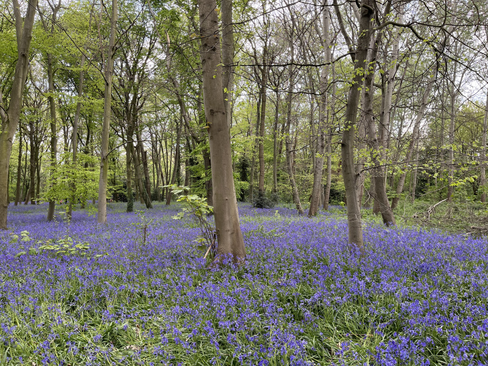 CPRE London argues the tree ring will assist the green belt in preventing a complete urban sprawl being created (image via SWNS)