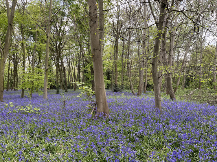 CPRE London argues the tree ring will assist the green belt in preventing a complete urban sprawl being created (image via SWNS)