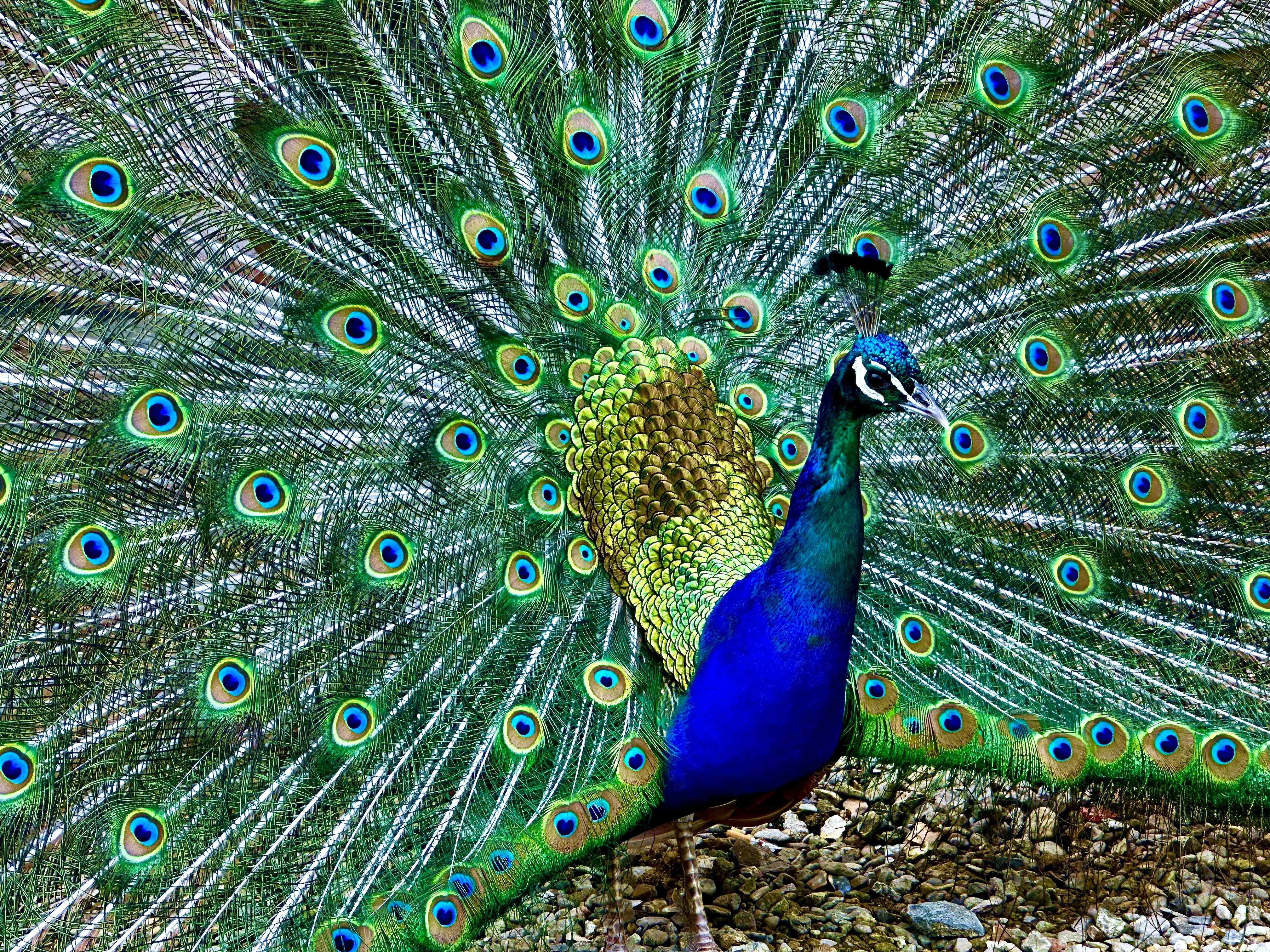 Eric the peacock is in residence at the Peacock Restaurant