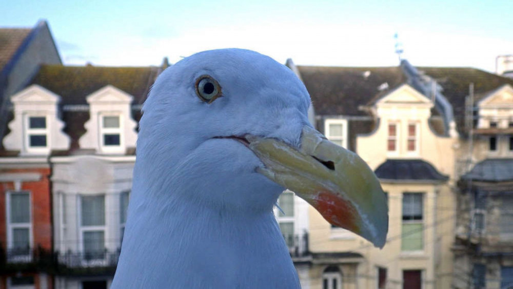 Herring gull (Dr-Mx/ Creative Commons)