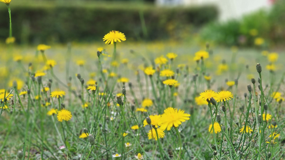 Wild flowers (LDRS/ Guy Henderson)