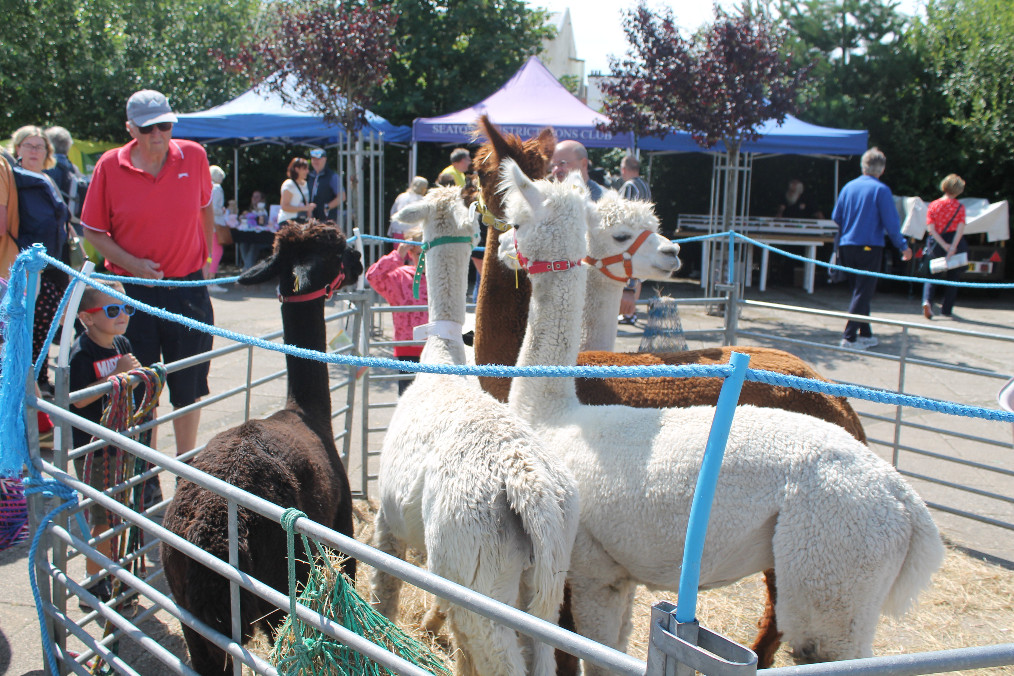 Visitors got up close with alpacas on the Tesco plaza