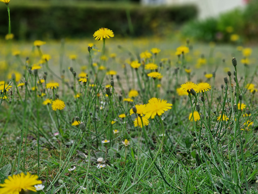 Wild flowers in East Devon (Guy Henderson)