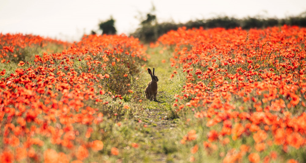 Poppy hare (Picture: Martin Cook/SWNS)