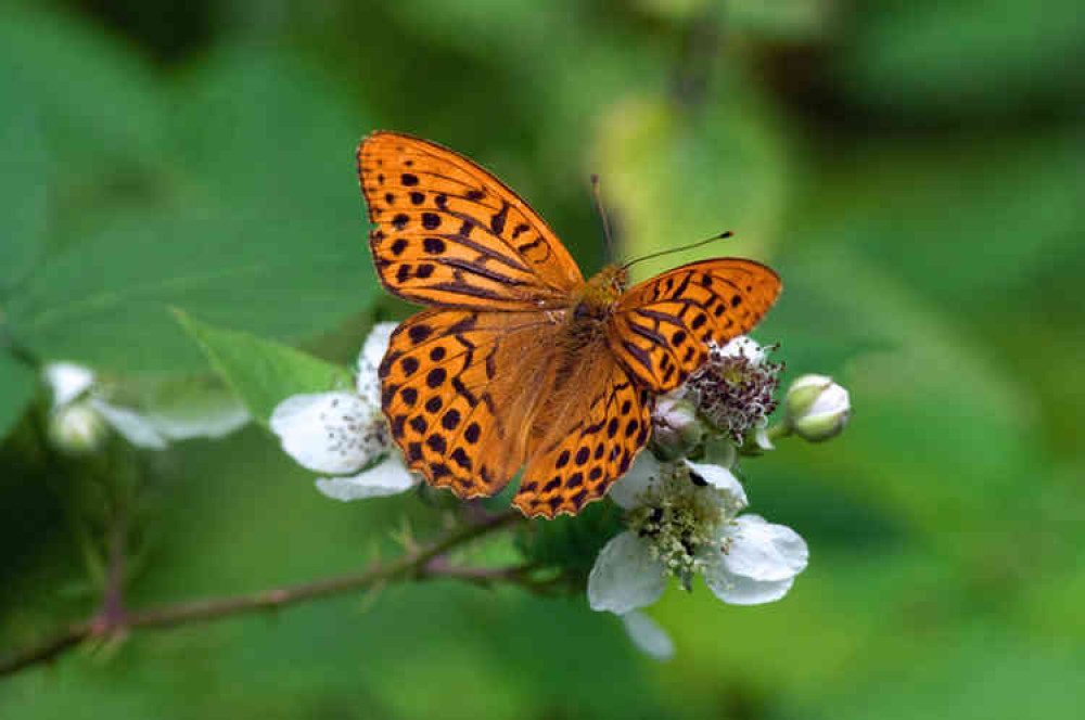 A silver-washed fritillary butterfly (Photo: Don Sutherland)